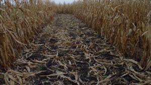 New Microbial Product Unlocks Nutrients, Reduces Costly Field Stover