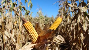 BASF Armezon PRO Herbicide Receives EPA Approval