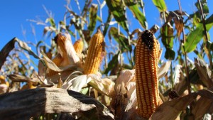 Report: DuPont In Separate Discussions With Syngenta, Dow