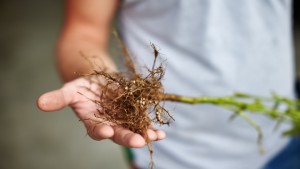 Gene Discovery Could Guard Against Soybean Cyst Nematodes