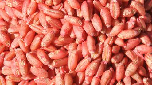 Albaugh Launches New Insecticide Seed Treatment for U.S. Market