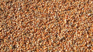 Seed Report: The Promise Of Future Growth