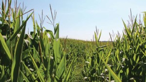 Iowa Corn Fosters Global Trade Relationships in Africa