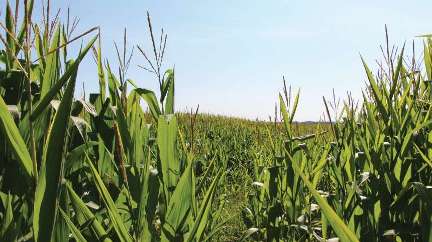 Insecticides 2016: Out With The Old, In With The New Reality