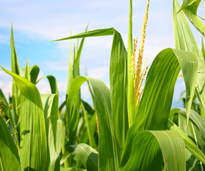 REGALIA Biofungicide Gets New Formulation
