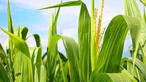 Reuters: EPA May Start Testing Food For Glyphosate Residues