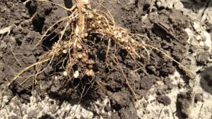Soybean Inoculation: When, Where, And Why