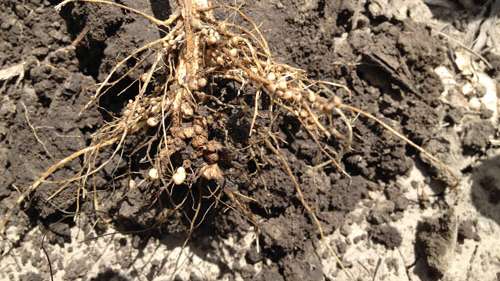 Soybean Inoculation: When, Where, And Why