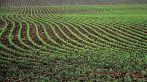 The Biotech Crop Use Divide