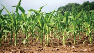 Mycogen Seeds Offers Novel Product to Battle Pythium, Other Pathogens