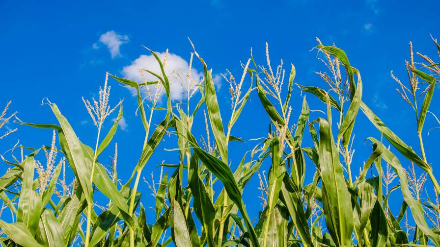 Poncho Votivo Becomes Official Seed Treatment of the Field of Dreams Movie Site