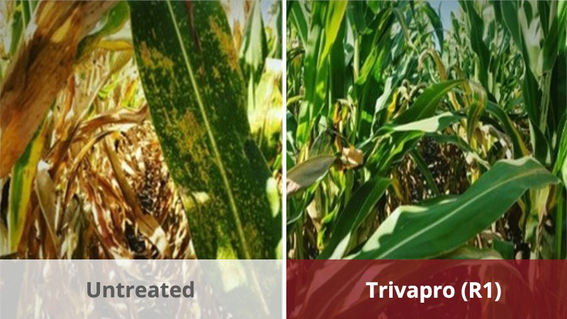 79% of Corn Growers Who Used Trivapro Fungicide Maximized ROI