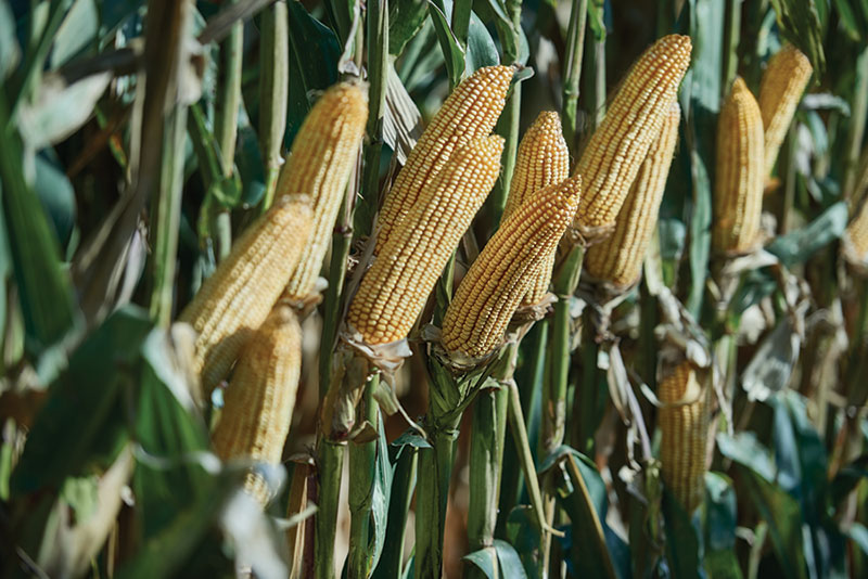 Top Growers RevealFive Secrets to Reducing Crop Stress for Bin Bustin’ Yield