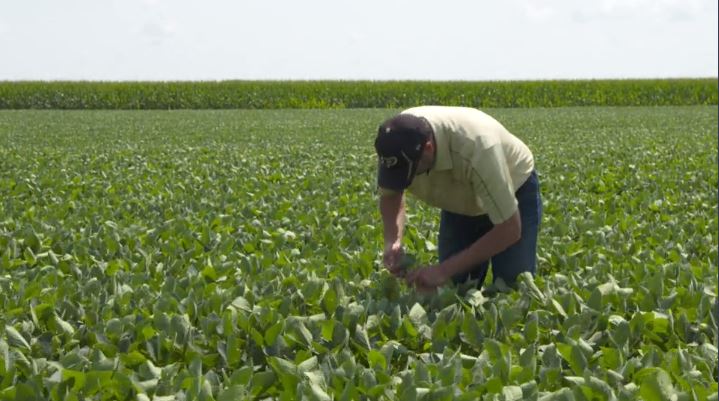 Managing Soybeans for High Yield