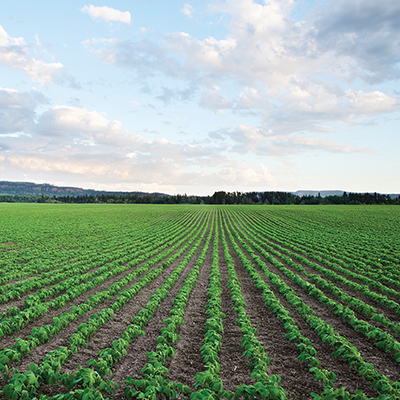 Investing with Intent: Maximizing ROI with Fungicides