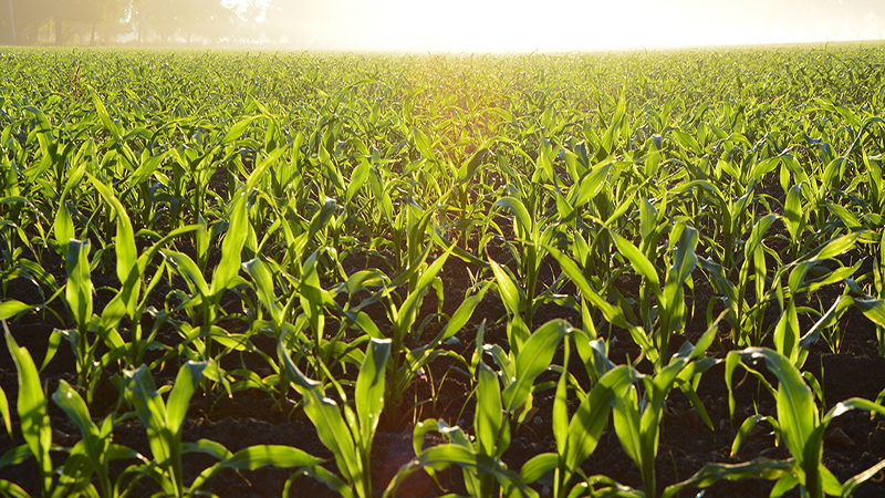 Optimizing Yield Potential With Your Spring Fertilizer Application