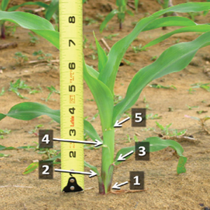 Defeat Nutrient Deficiencies During the VT Growth Stage