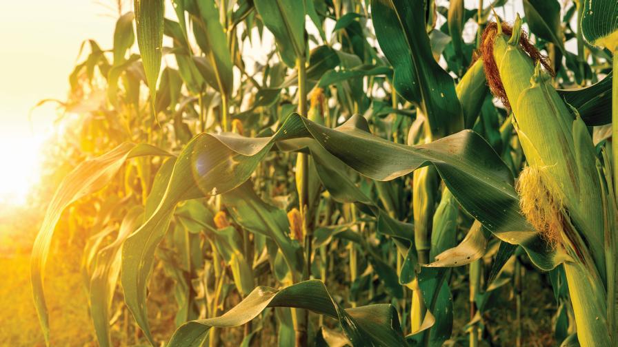 Corn Growers 'Deeply Disappointed' in GREET Model Update