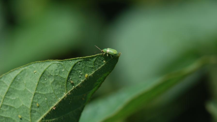 Corn Rootworm Protection Syngenta Receives EPA Approval for New Corn Trait Stack for Corn ...