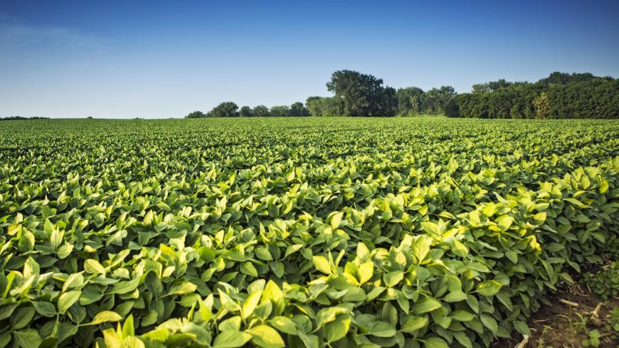DEI Joins Fight Against Sudden Death Syndrome in Soybeans with New Biological Agent