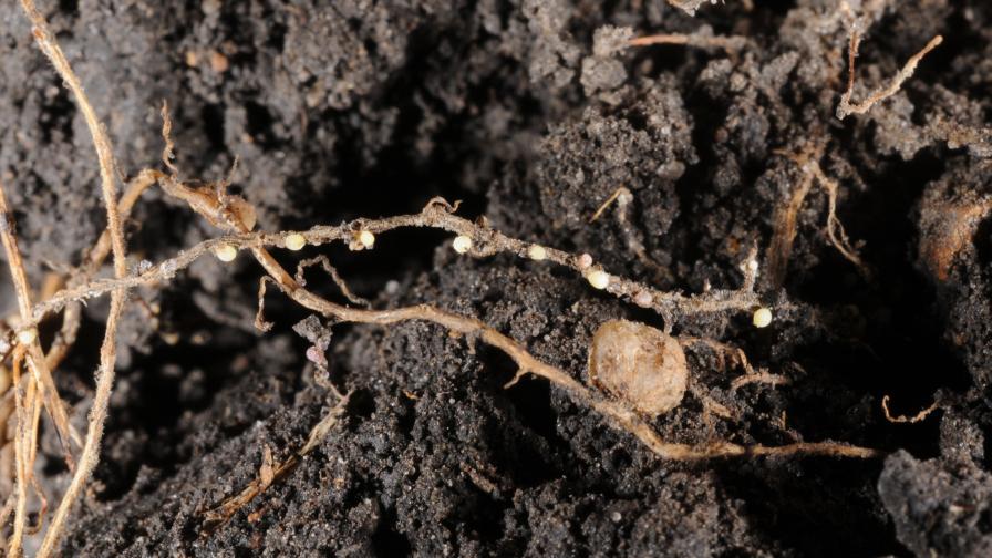 BASF Launches SCNFields.com to Raise Awareness of Soybean Cyst Nematode Populations