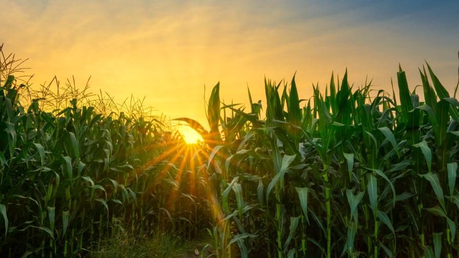 Management Decisions for Corn-on-Corn Acres