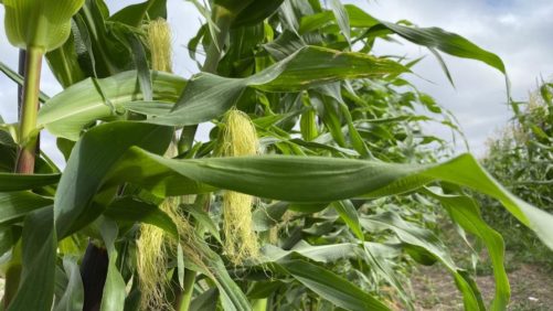 ICGA Applauds EPA’s RFS ‘Set 2’ Rule, Securing Long-Term Demand for American Ethanol