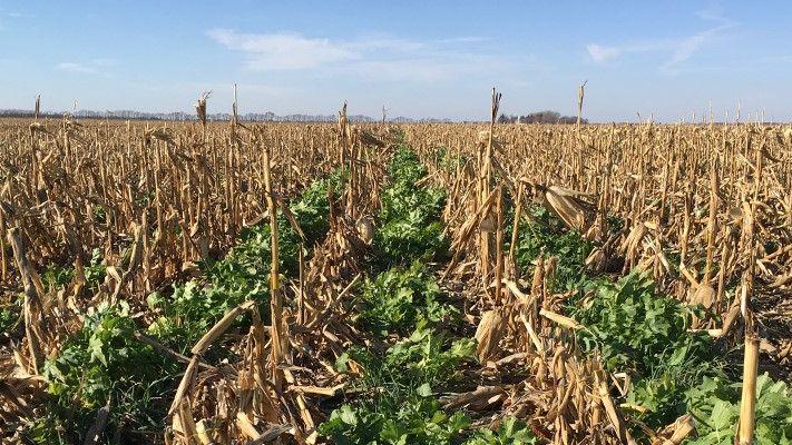 New OpTIS Data From Satellite Imagery Show 2.5x Rise in Corn Belt Cover Crops