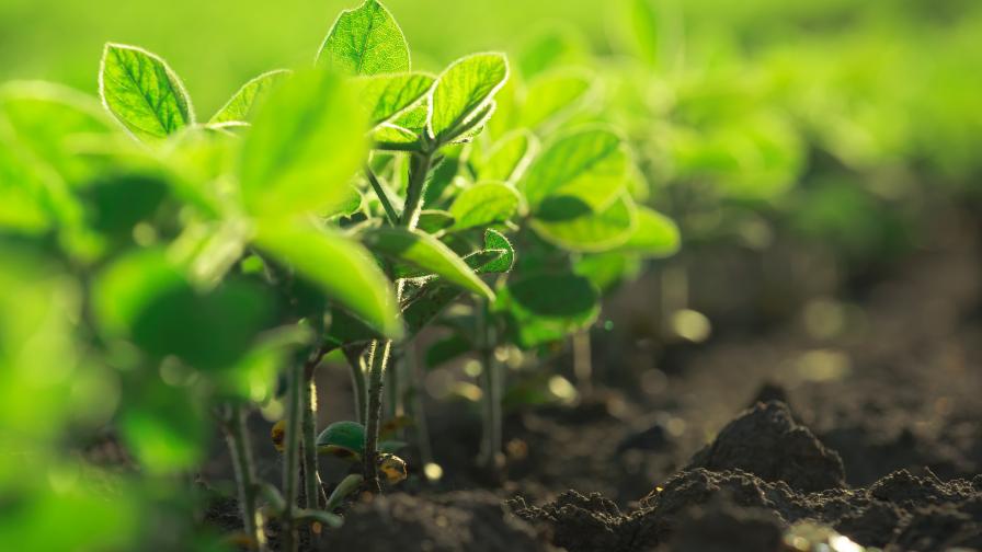 Mycorrhizal Inoculants Answer Quest for Carbon Permanence - Vimarsana News