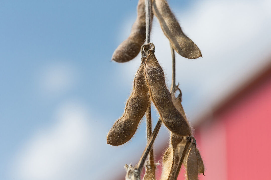 The Key to Success in 2021? Changes to Soybean Management