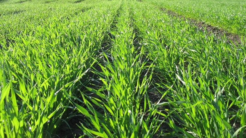 Newly Registered Seed Treatment Delivers Strong Early-season Control of Key Cereal Diseases