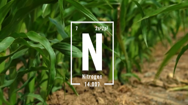 Nitrogen Loss Problems and Solutions