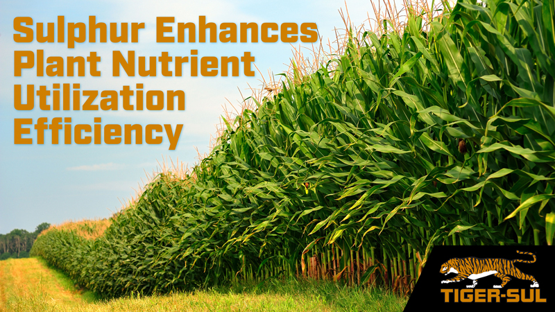 Sulphur Enhances Plant Nutrient Utilization Efficiency