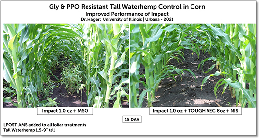 Don’t Let Resistant Weeds Take Valuable Nutrients From Corn and Impact Yield