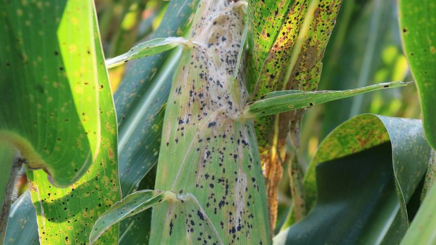 Bracing for the Return of Tar Spot: Here's How to Prepare Ahead of the 2024 Growing Season