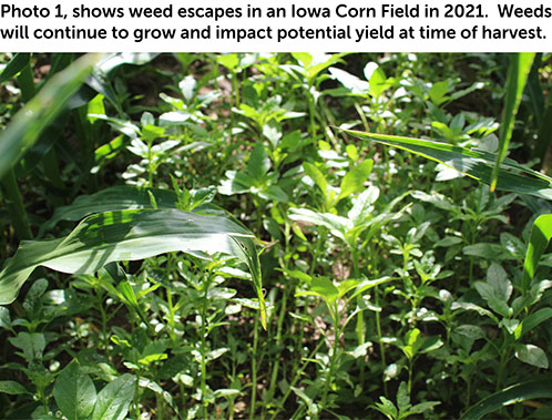 Get TOUGH on Weeds that Can REDUCE Corn Yield