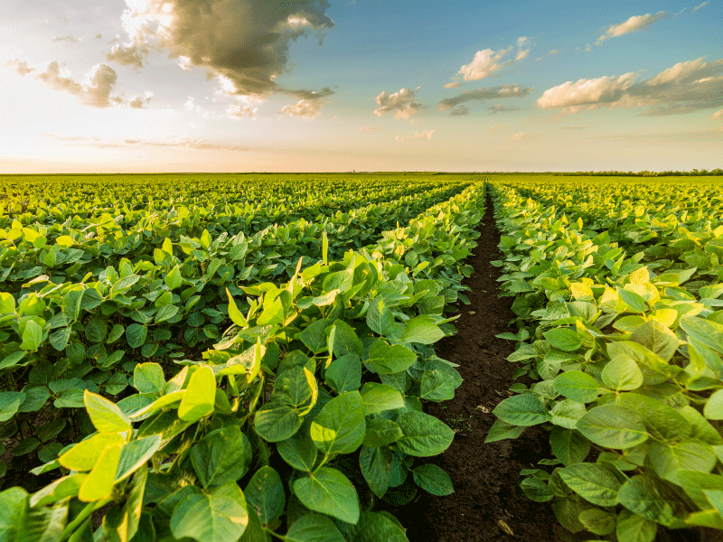 Upgrade Your Soybean Yield Potential With Enhanced Optimize® FXC DS