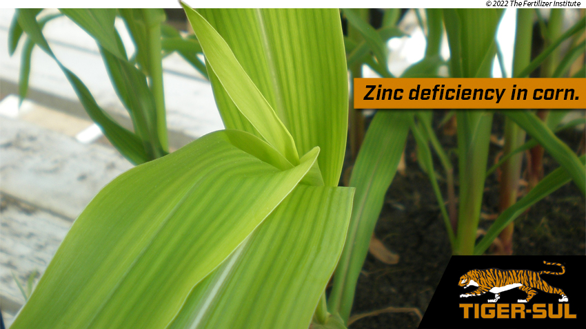Tiger-Sul® Micronutrients: Join Forces to Combat Micronutrient Deficiencies