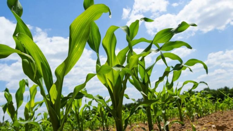 Latest from Crop Nutrition