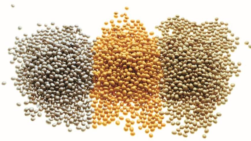 Seed Care Challenges — in the Courtroom and State Capitals