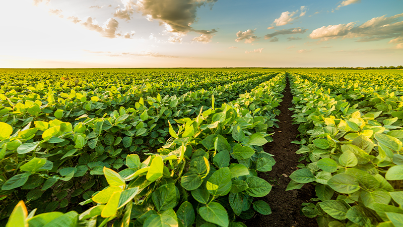 Diseases Beware: Introducing a new soybean fungicide made specifically for the South