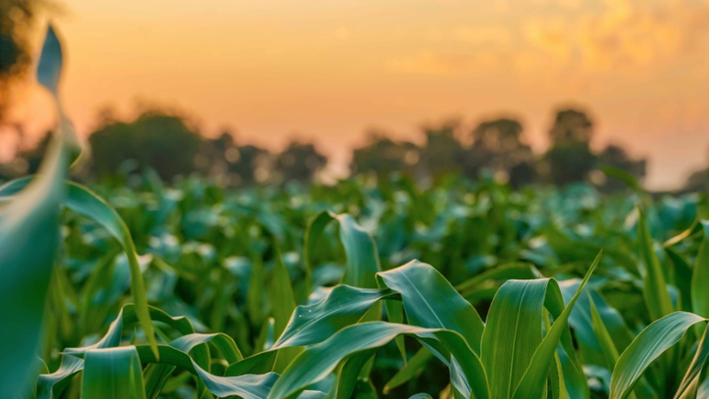 RhizoSorb® Technology Decreases Phosphorus Fertilizer Carbon Emissions by Nearly 50%
