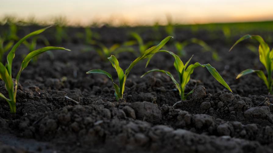 The Continuing Importance of Crop Nutrition