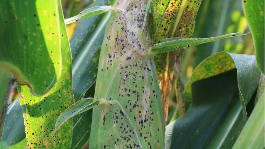 The 2024 Crop Disease and Insect Report: What to Expect From Pest Pressure This Year