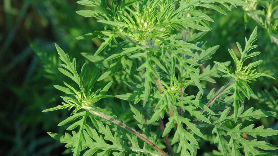 Three Herbicide-Resistant Weeds to Watch in 2024