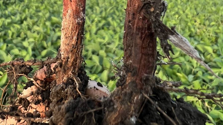 CeraMax Receives Section 2(ee) for the Suppression of Red Crown Rot in Soybeans