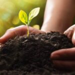 СБМ и Харп объединяют усилия для экологичного борьбы с сорняками