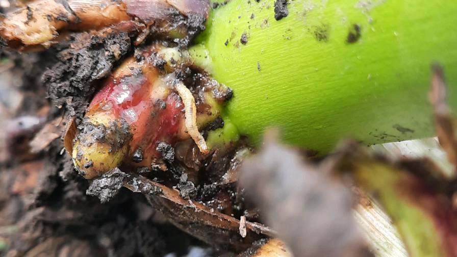 Rapids Insect Insect and Disease Report: Pest Pressures Continue to Create Challenges ...