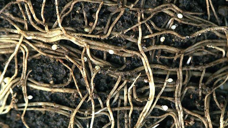 Nematode Control in the Works