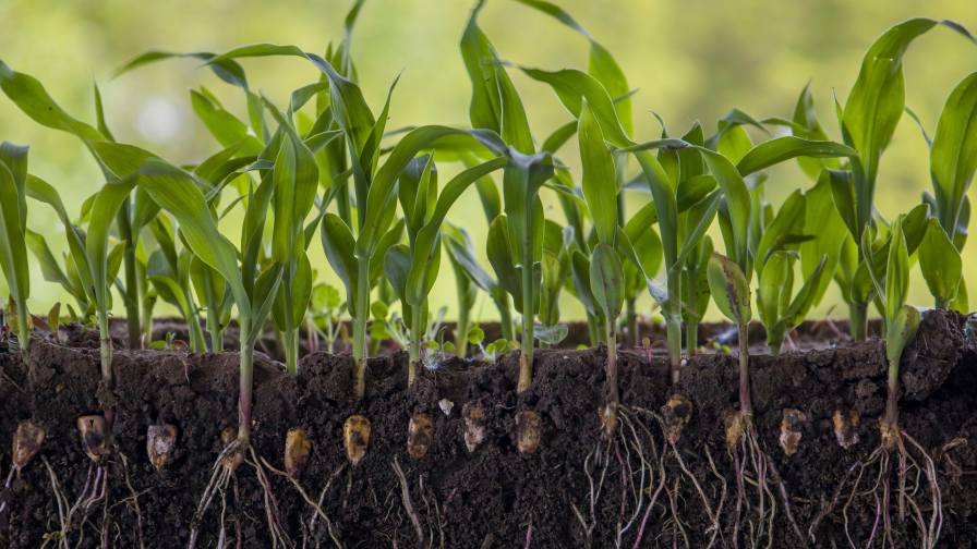 Biological Seed Treatments Poised for Growth